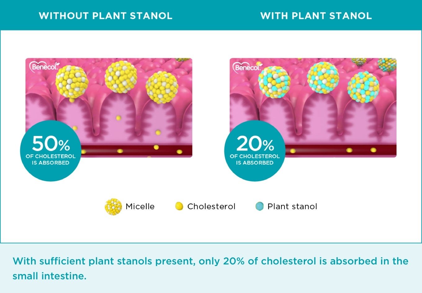 plant-stanols_graph_001